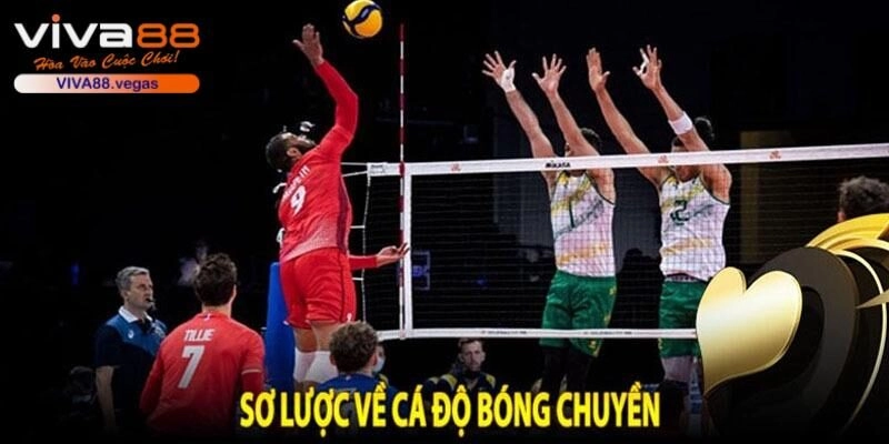 Dự đoán Volleyball đẳng cấp ở nhiều giải đấu lớn