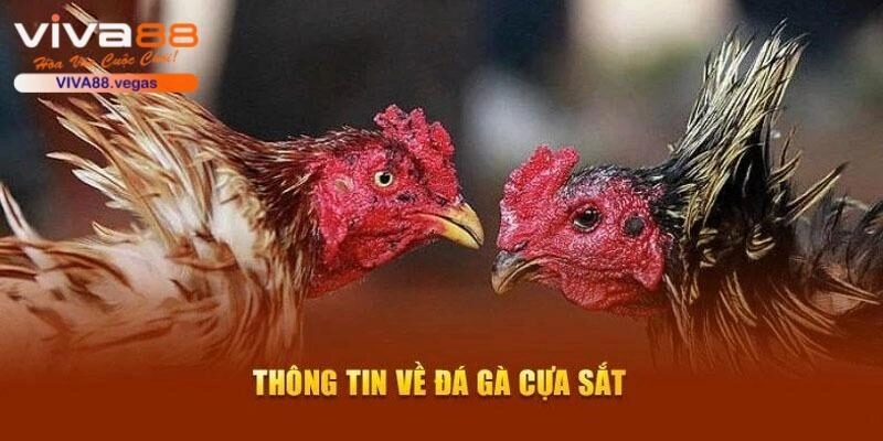 Đá gà cựa sắt là trò chơi đẳng cấp tại sân chơi uy tín